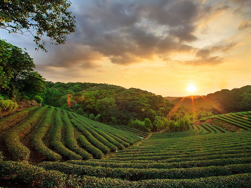 tea-plantation1